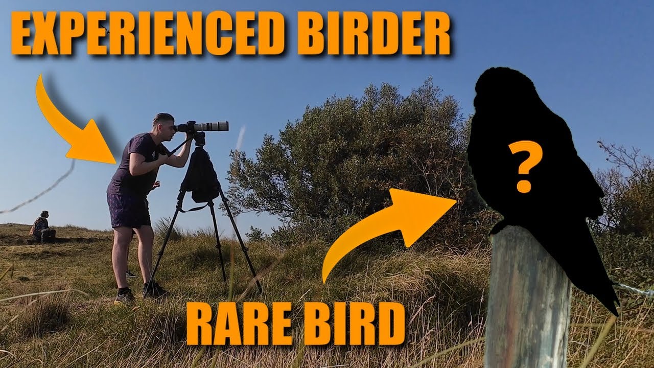Experienced Birder's SECRETS to finding RARE BIRDS