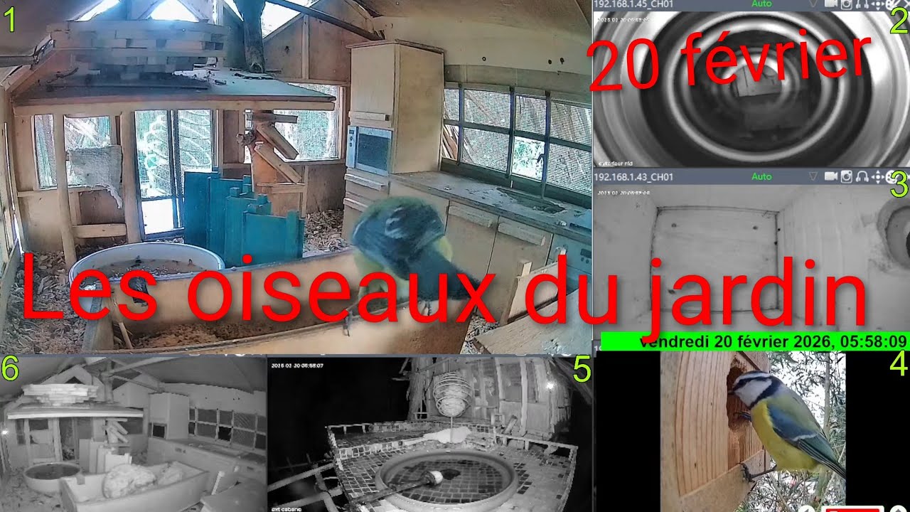 Live Les oiseaux du jardin 🐦🌳 20 Février 2026 #Oiseaux #Jardin #Nature #birds #animals #live