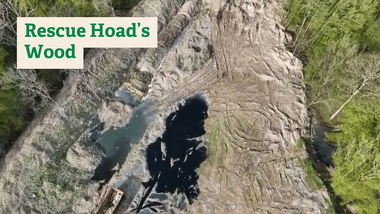 Hoad's Wood -  when criminality spells environmental catastrophe