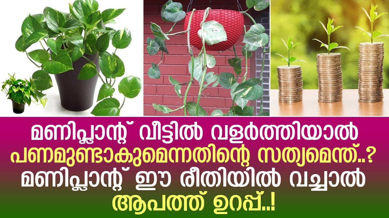 മണിപ്ലാന്റ് വീട്ടില്‍ വളര്‍ത്തുന്നത് കൊണ്ടുളള ഗുണങ്ങളും ദോഷവും..! | Money Plant |