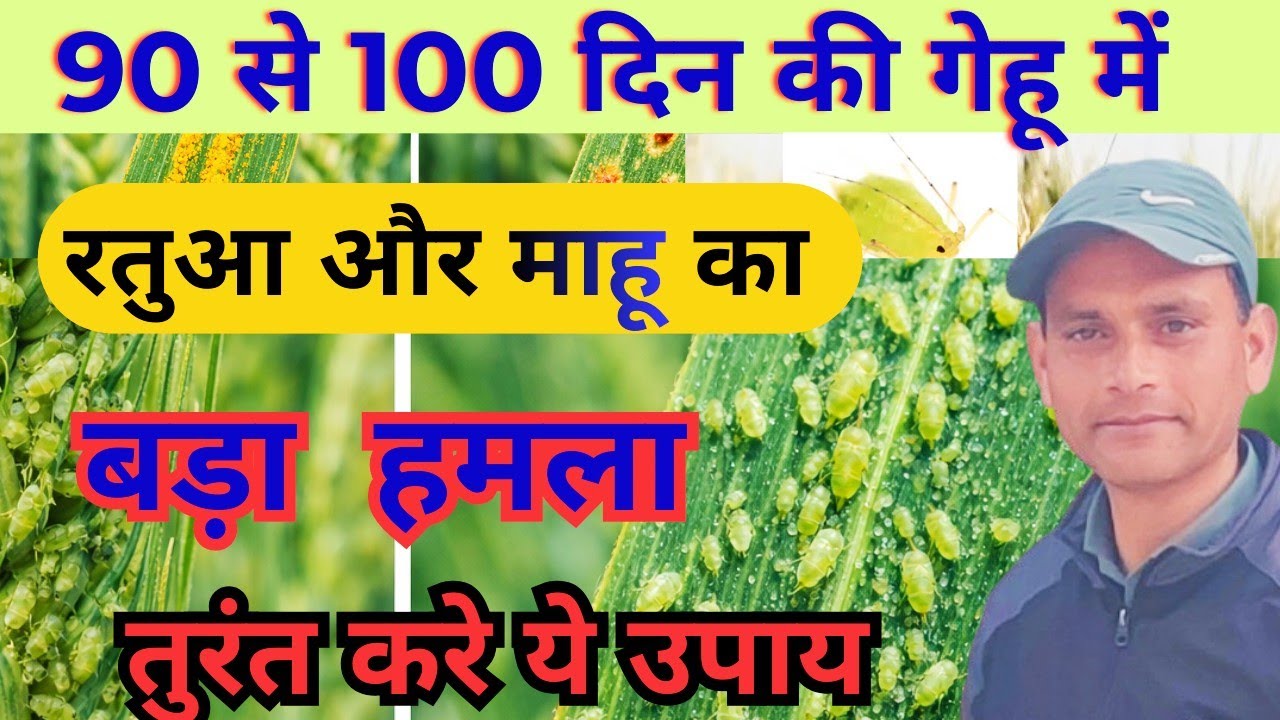 गेहूं में माहू | Wheat Rust Disease in Hindi