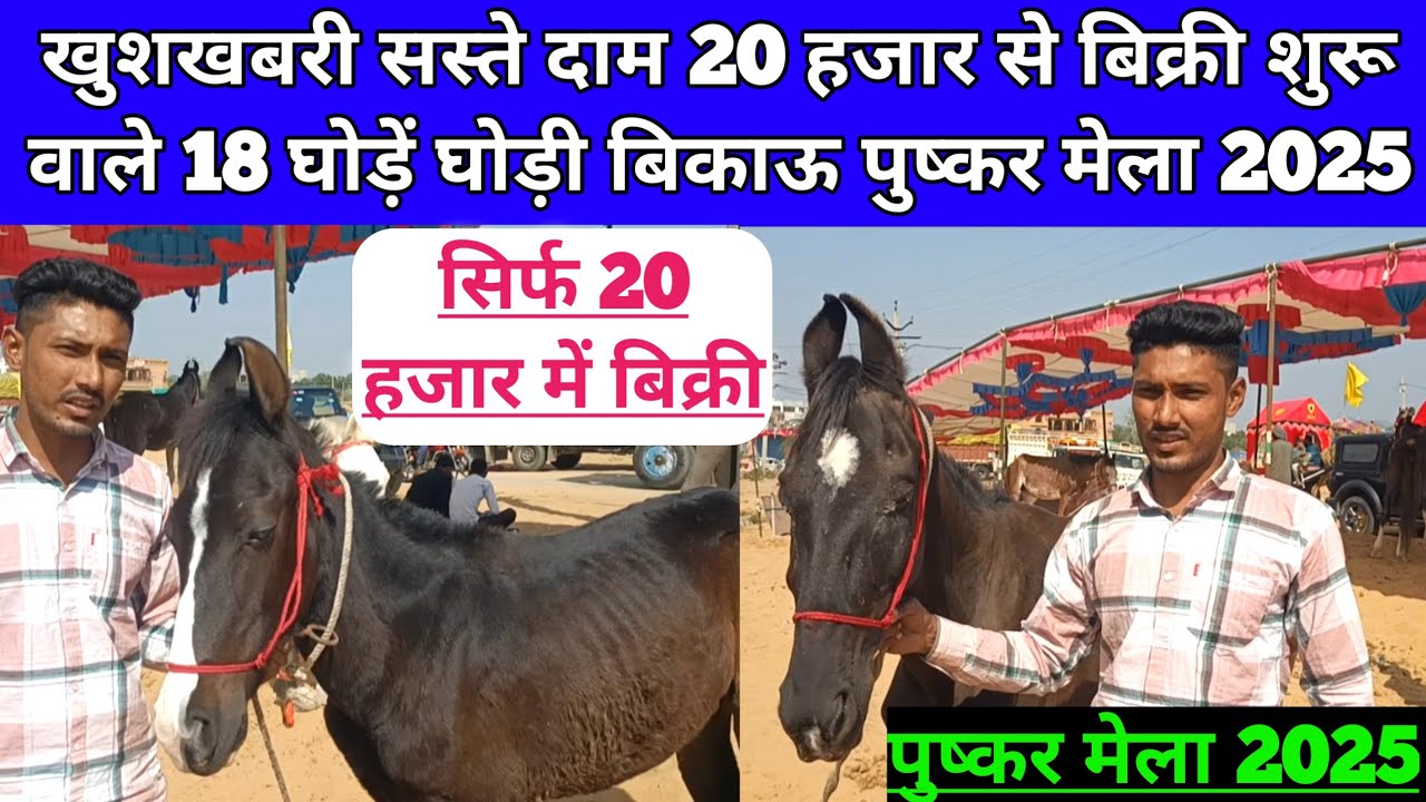खुशखबरी 20 हजार से बिक्री शुरू वाले 18 घोड़ें घोड़ी बिकाऊ पुष्कर मेला 2025। Pushkar Mela 2025।