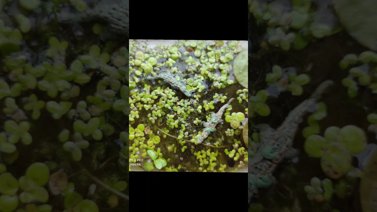 crocodile 