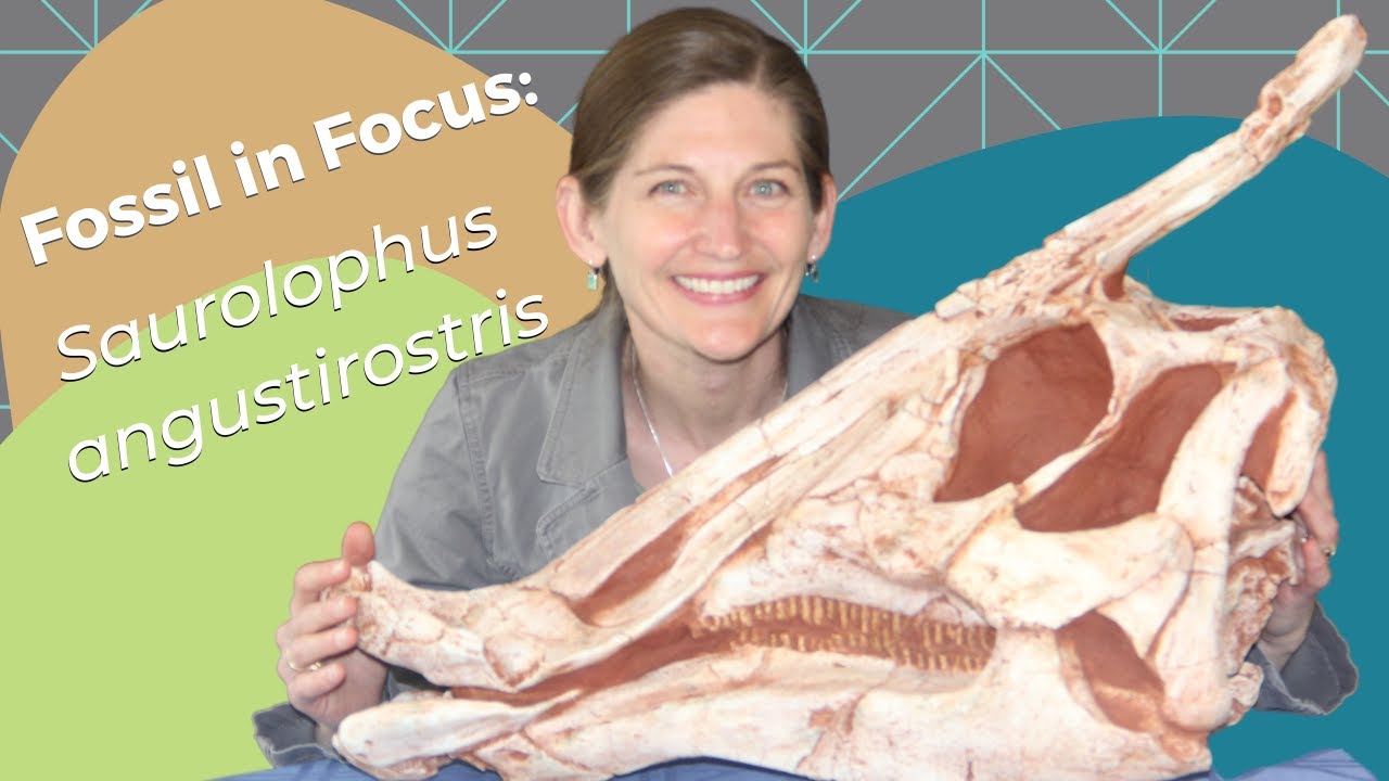 Fossil in Focus: Saurolophus angustirostris