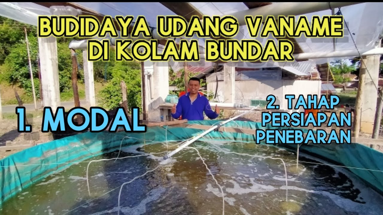 Budidaya Udang Vaname di Kolam Bundar || Diameter 3