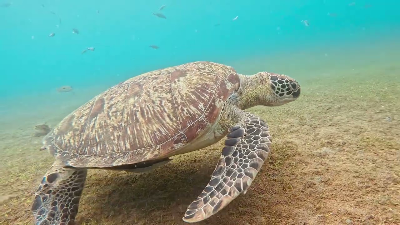Green Sea Turtle. Dauin, Philippines 3 2 26