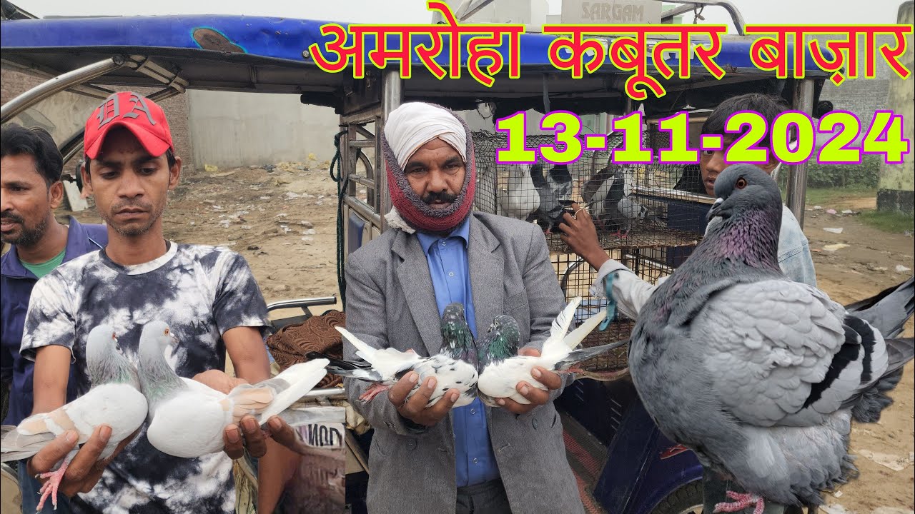 Amroha kabootar market 🕊️13-11-2024. अमरोहा कबूतर बाज़ार। Gola kabootar market. Bird market India.