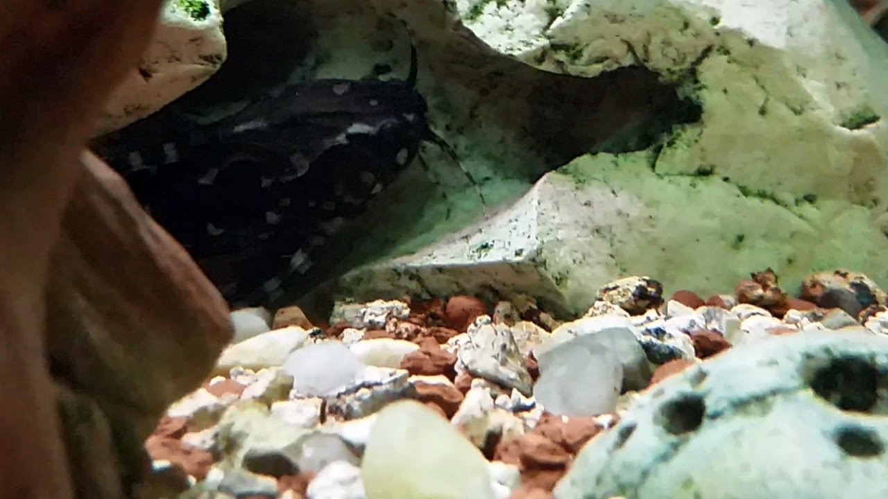 La dora punteada habladora (Agamyxis pectinifrons) Ficha Técnica