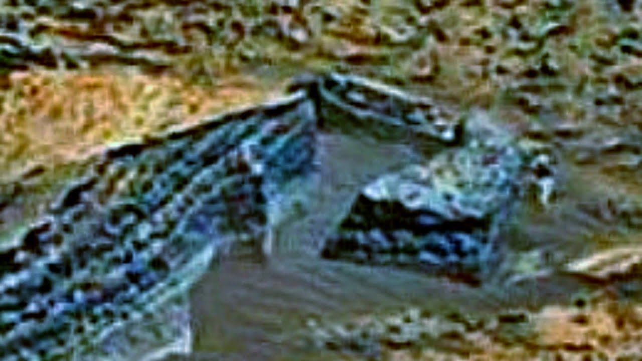 Martians alive &copy; 2022: 