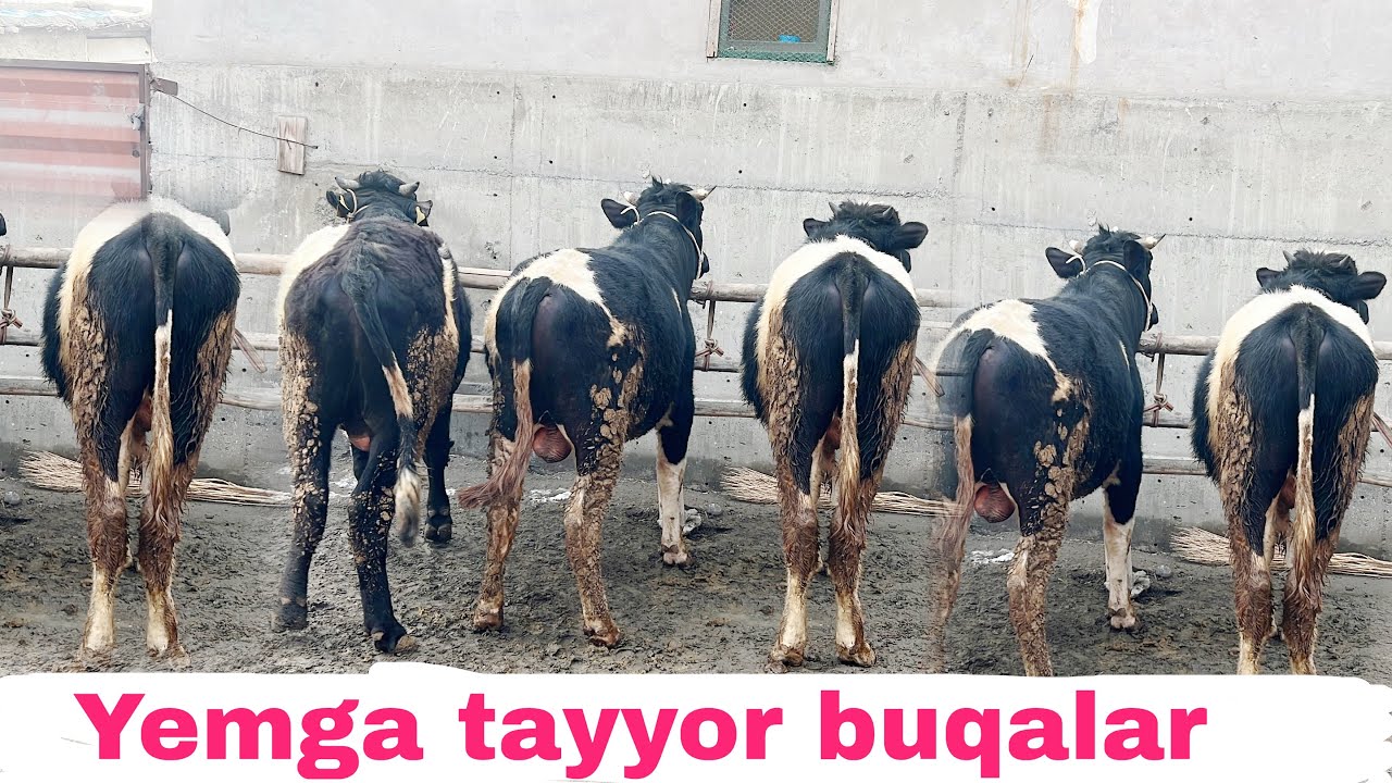 Yemlashga tayyor paltarashka ola qora buqalar arzon sotiladi.