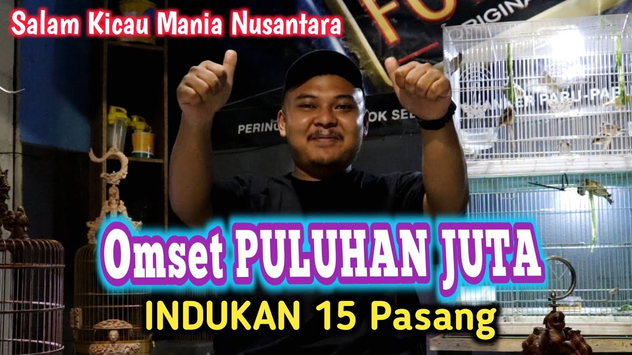 OMSET PULUHAN JUTA!! SUKSES BREEDING RED SISKIN | Peternak Burung Bandung