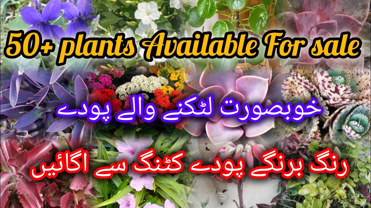 50+ Permanent Plants Available For Sale | Best Hanging Plants Grow From cutting 