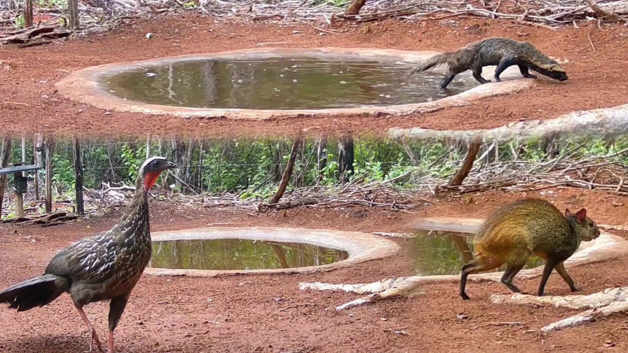 ANIMAIS QUE EXISTEM NO SERTÃO DO BRASIL...