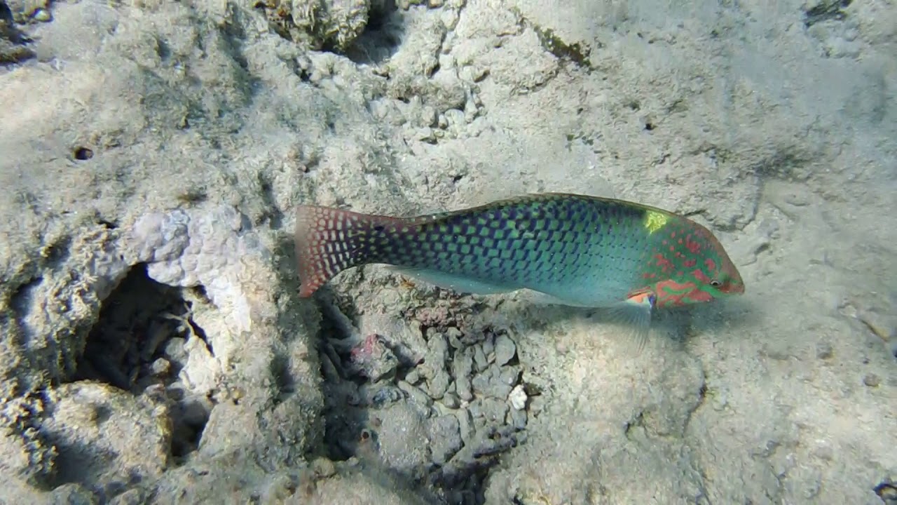 ГУБАНЫ : halichoeres hortulanus;Hemigymnus melapterus.DSCF0315