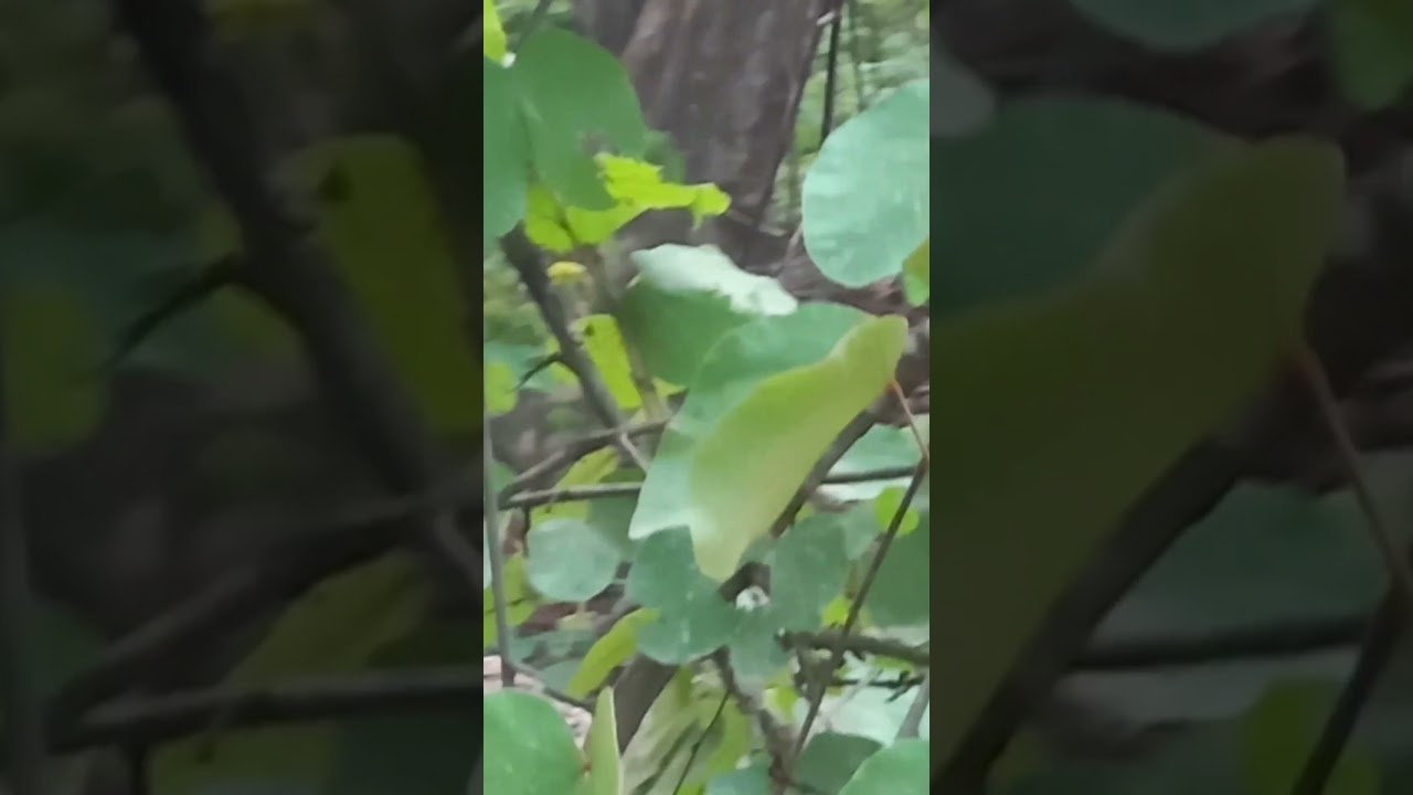 #Tiger male sighting#at pilibhit tiger reserve up# subscribe & like,pl