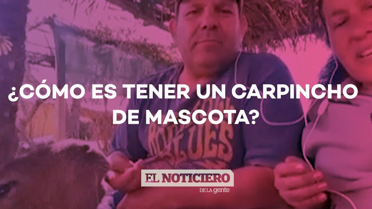 MARLÍN, EL CARPINCHO MASCOTA - El Noti de la Gente