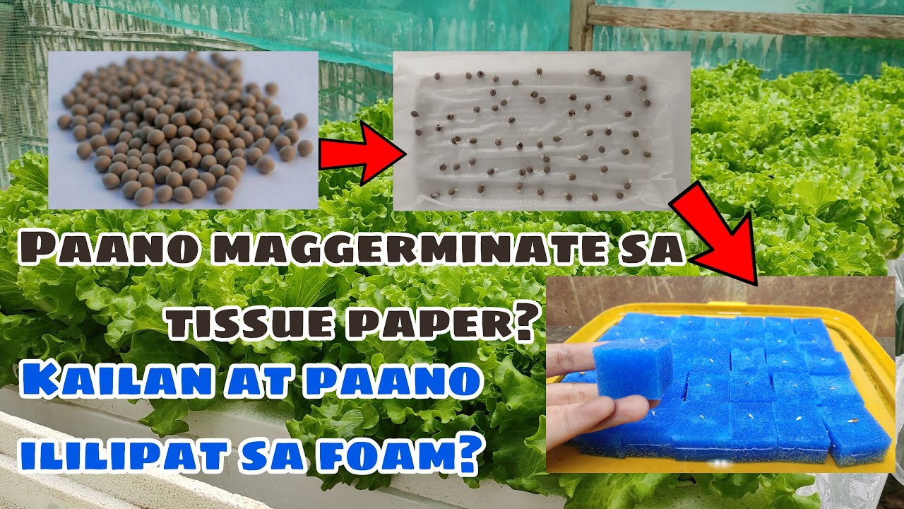 Paano maggerminate ng seed sa tissue paper at kailan ililipat sa foam o growing medium? -Hydroponics