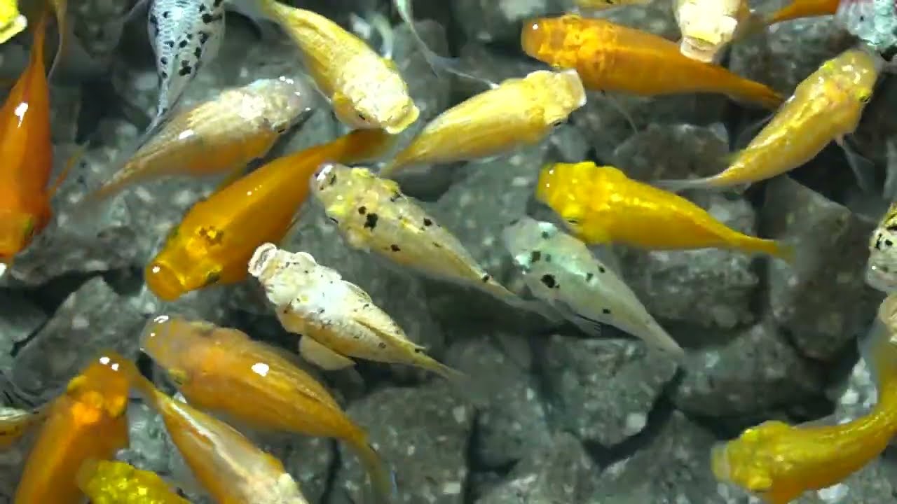 goldfish, #fish, #goldfish, ep 12624