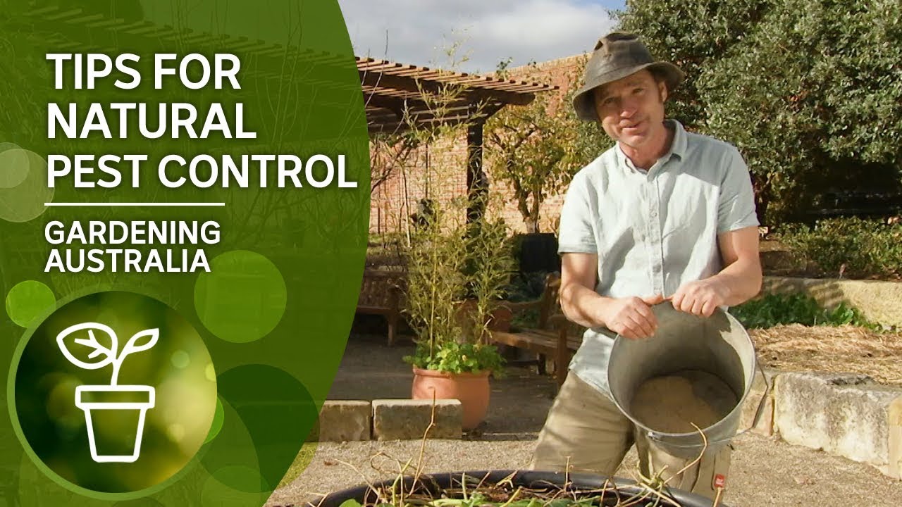 Top tips for natural pest control including rats, possums and birds