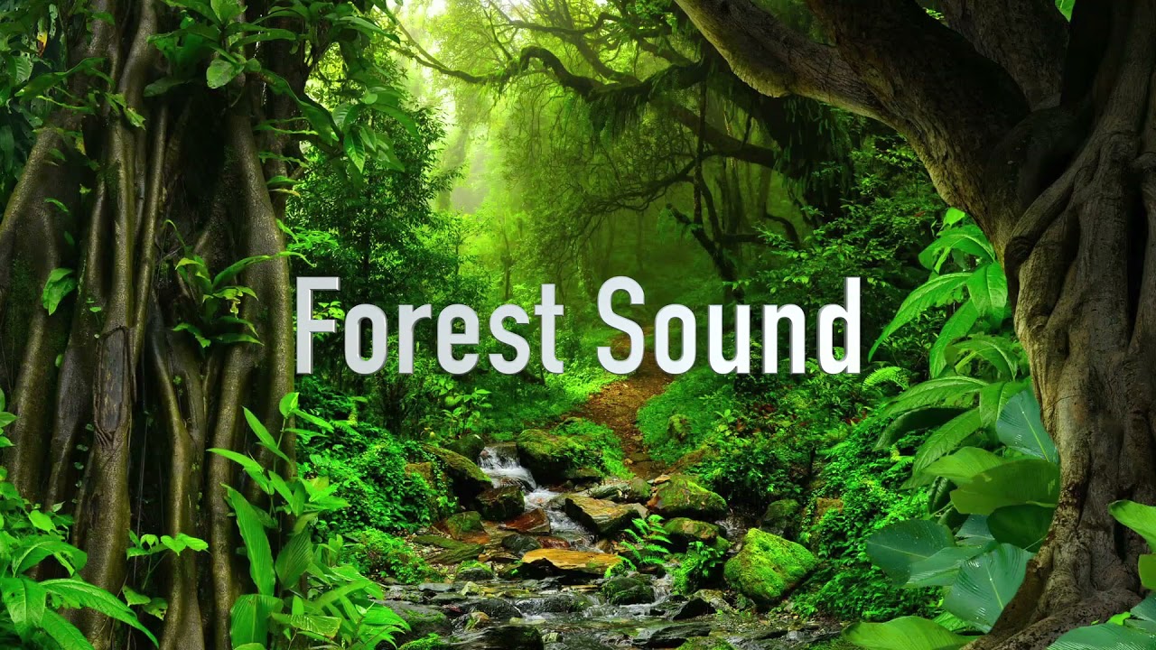 Forest Sound || Free Sound Efx