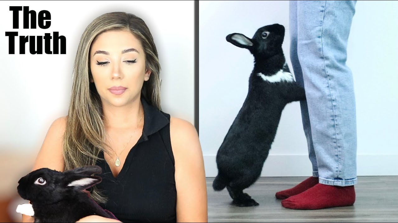 Правда о том, почему Леннон одинок (Single Rabbit)
