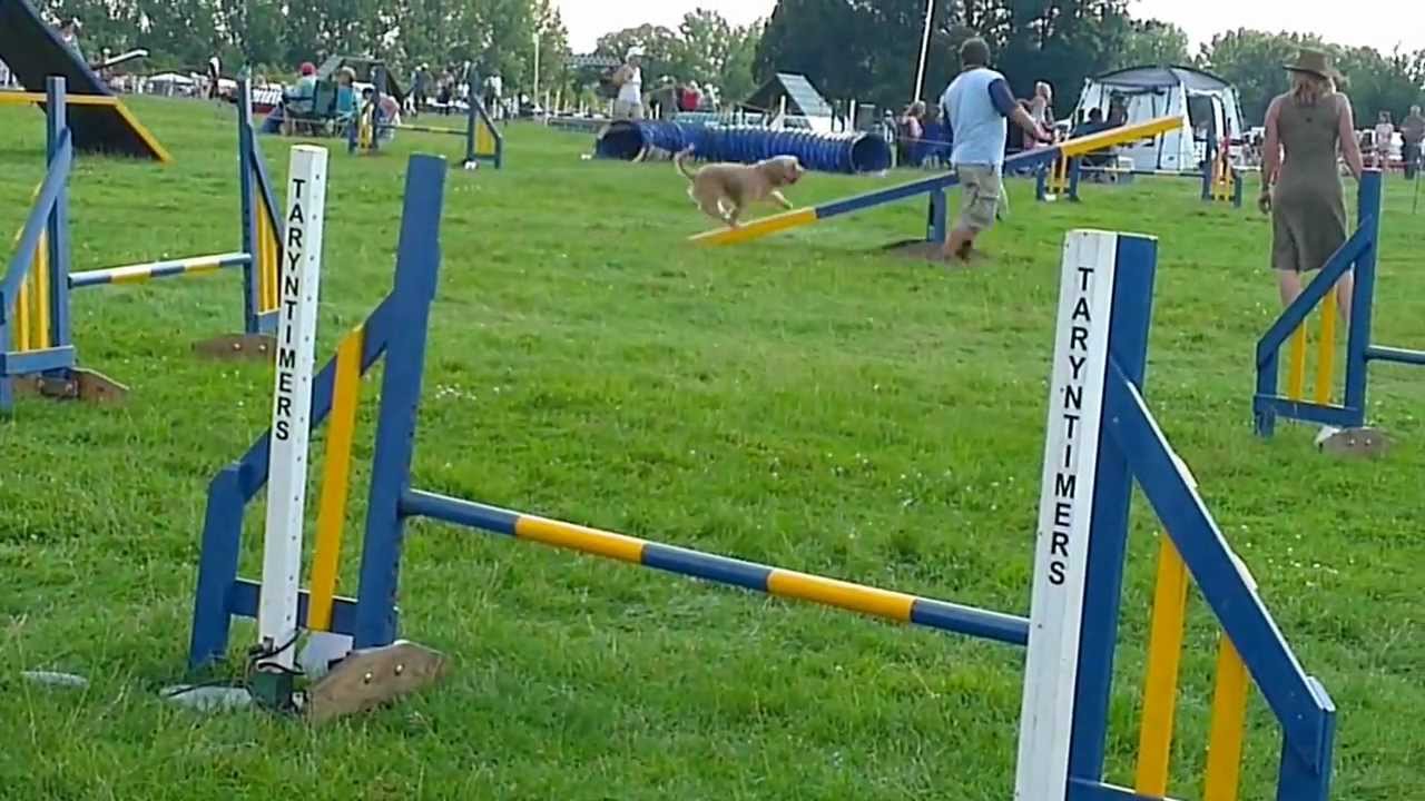 Basset Fauve de Bretagne at KCI Festival 2012