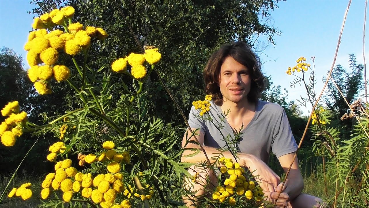 Geheimnisvolle Giftpflanze - Rainfarn (Tanacetum vulgare) Bestimmung, Thujone, Wirkung, Mythologie
