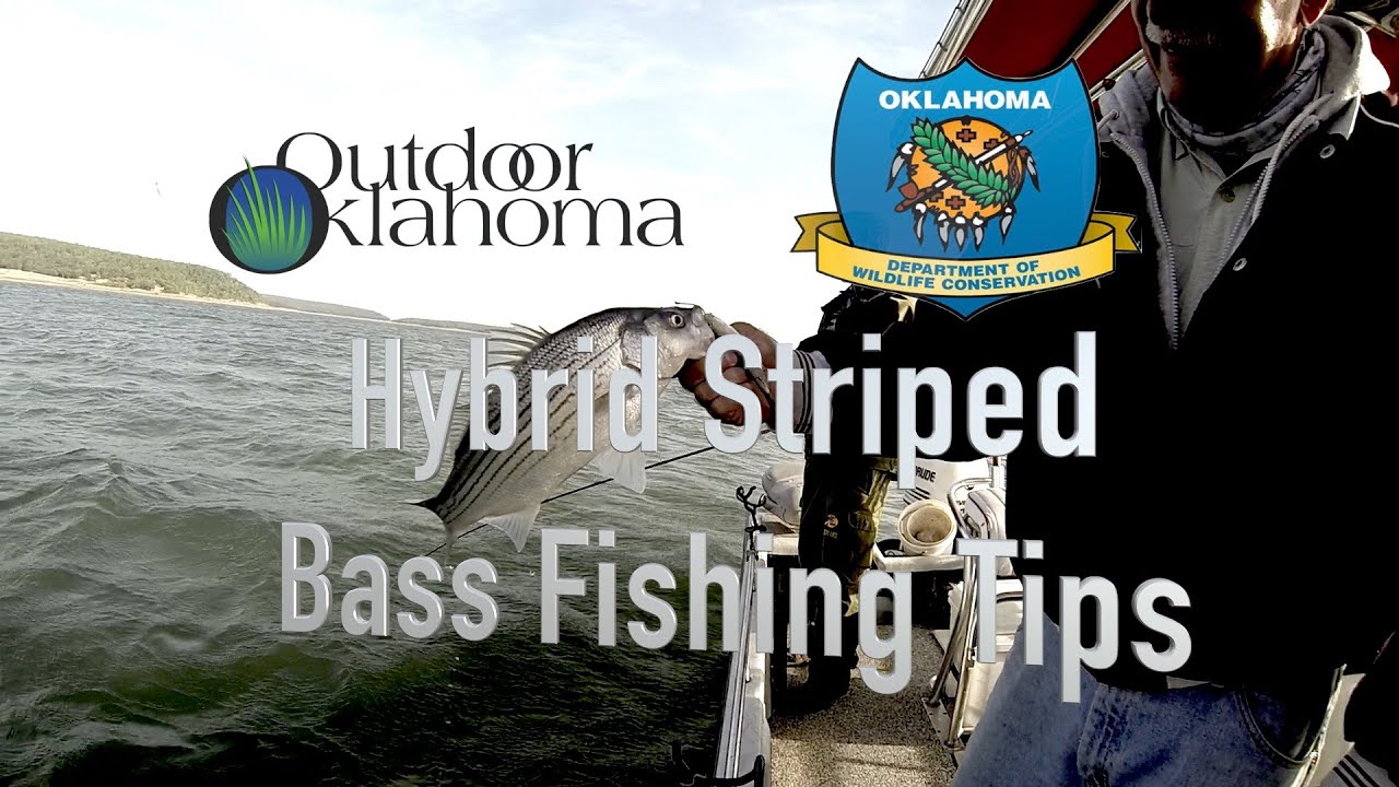Hybrid Striped Bass Fishing Tips extra (Carolina Rig, Fish Cleaning)