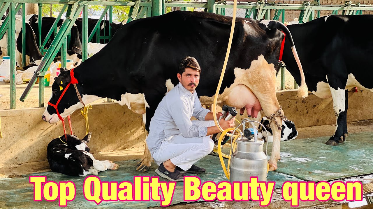 Heavy cow at low rates | Milk-40 liter | Gurwinder farm Dairy