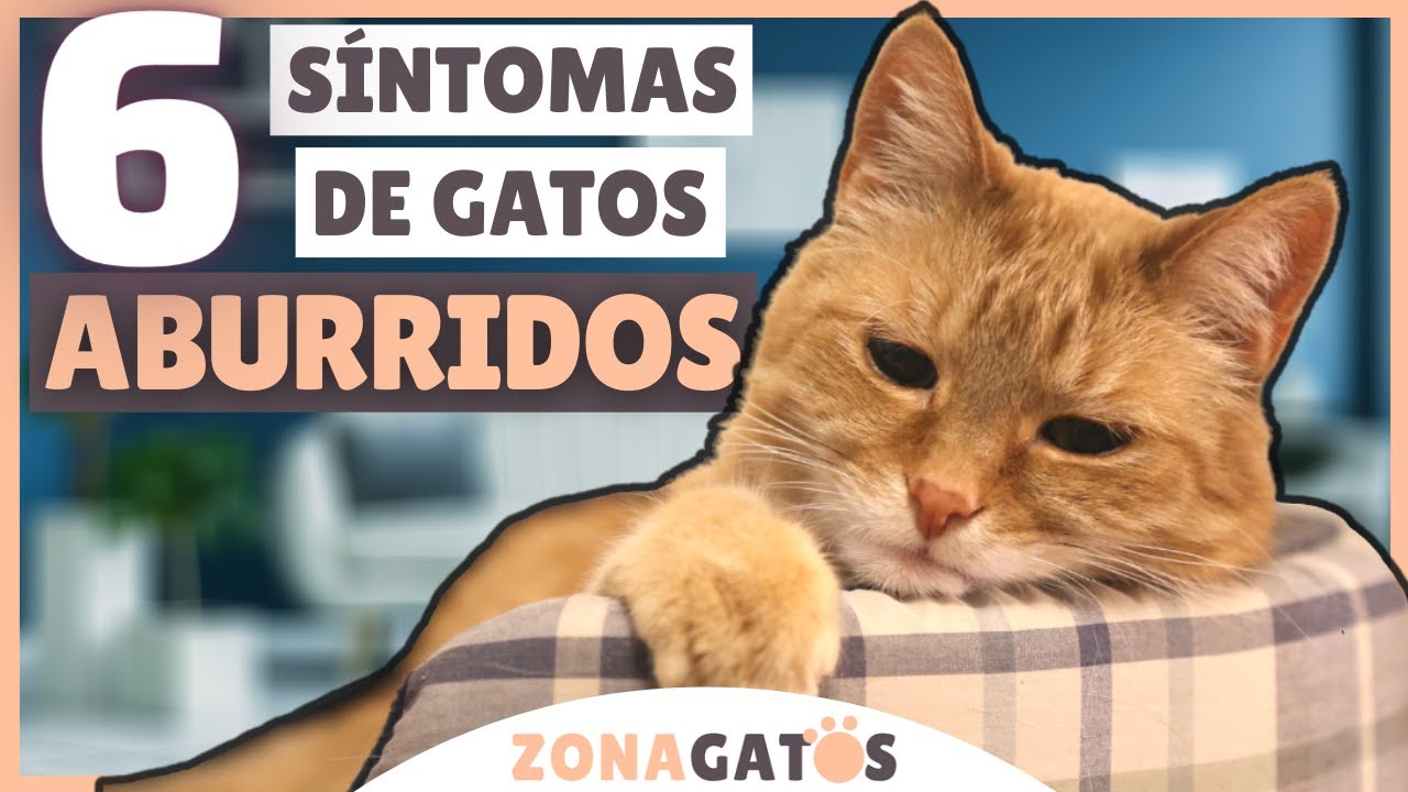 6 síntomas de gatos ABURRIDOS