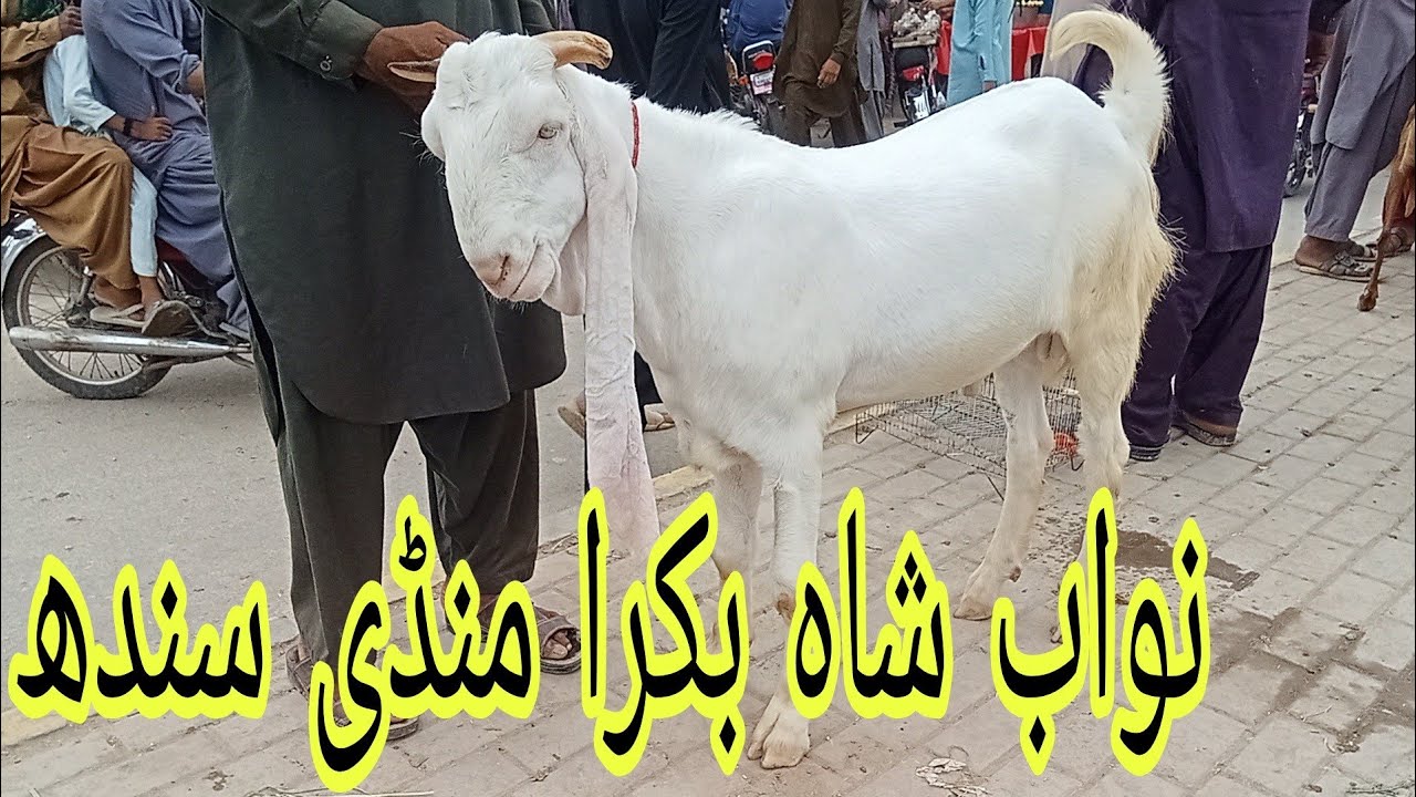 Nawab shah Bakra Mandi #25 Karachi#qurbanvlogs #animals #eiduladha2025#lahore #islamicvideos #cattle