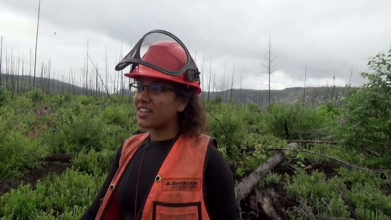Étudier la régénération naturelle après feu en forêt boréale