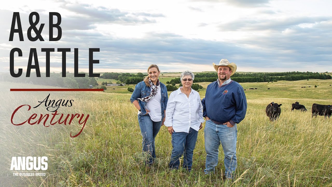LIFE'S SYMMETRY - I Am Angus: A&B Cattle (2020)