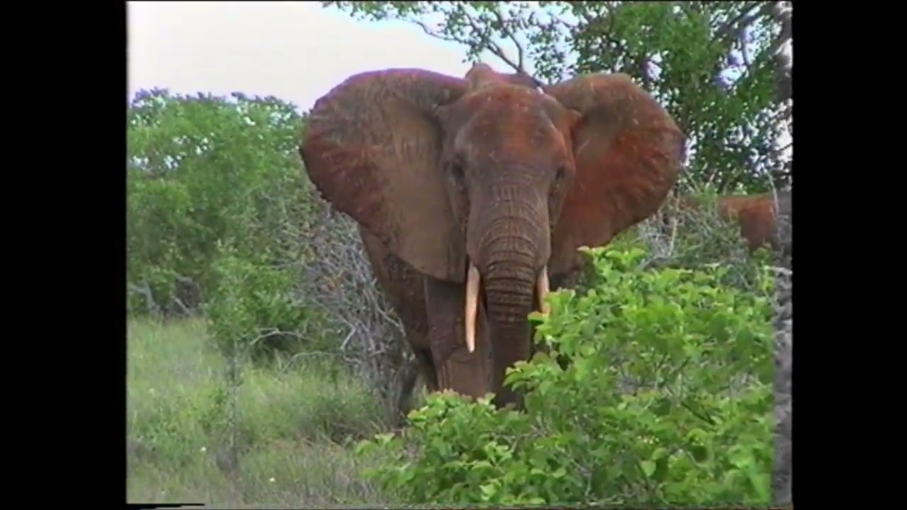 1994 Tsavo East Safari