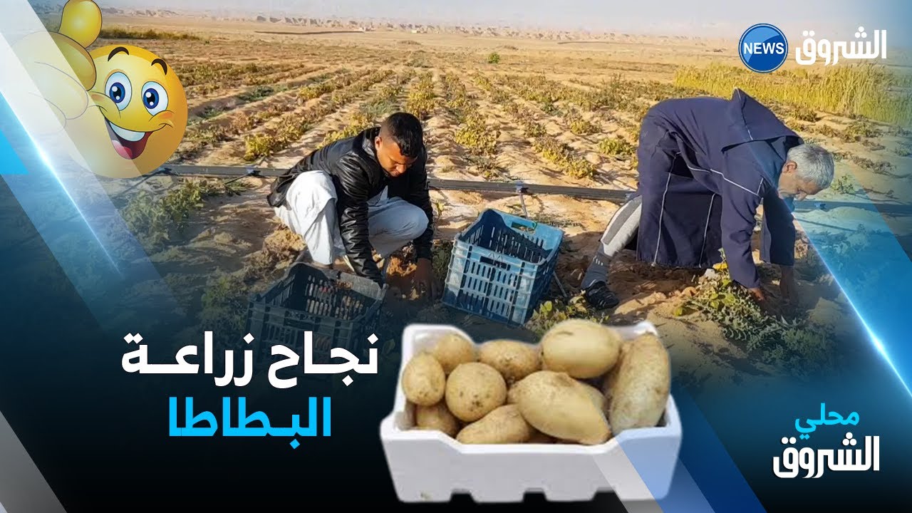 #شاهــــد.. 👍🥔🍅😍👇نجاح باهر في أولى تجارب  #زراعة_البطاطا و #الطماطم ببلدية #نقـــرين