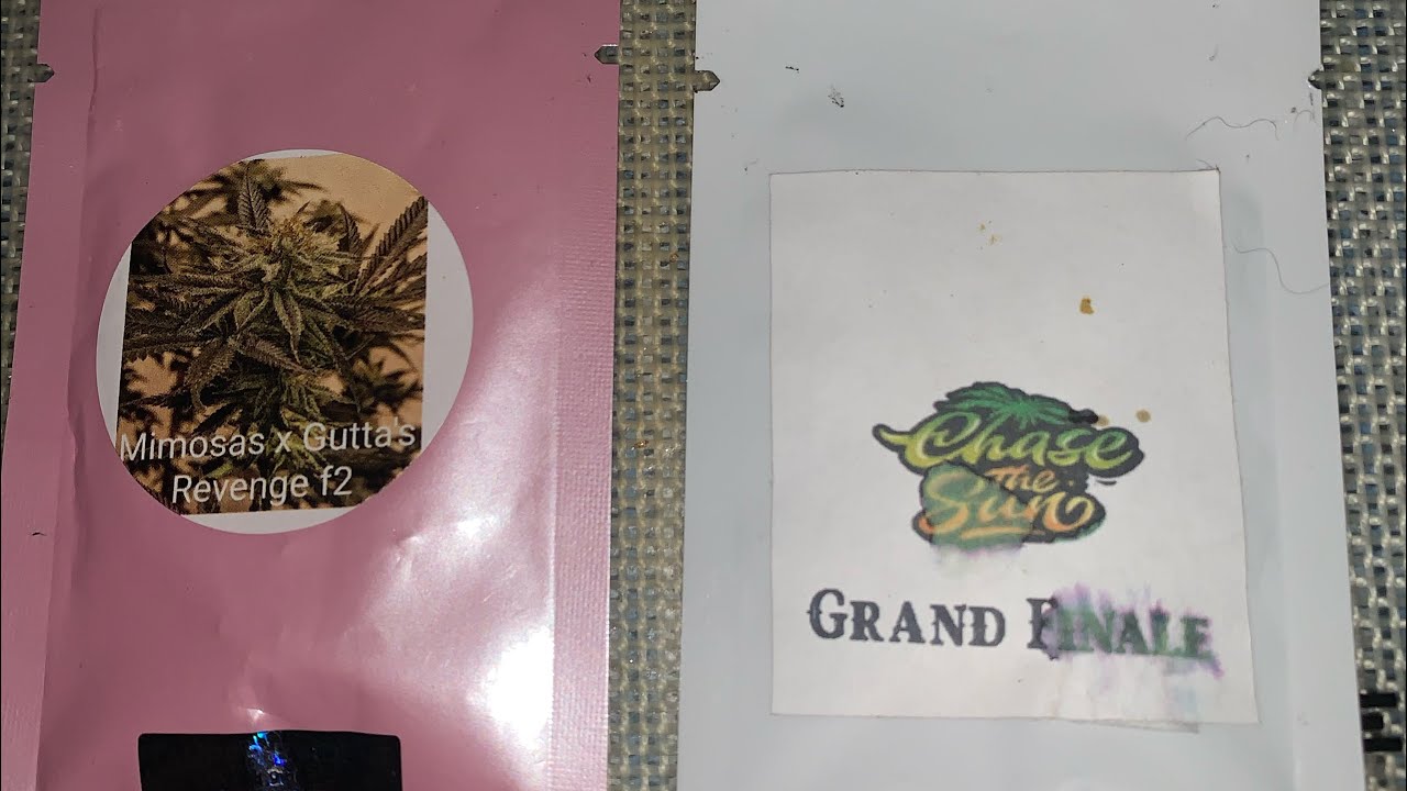 100 sub giveaway Black diamond genetics seeds