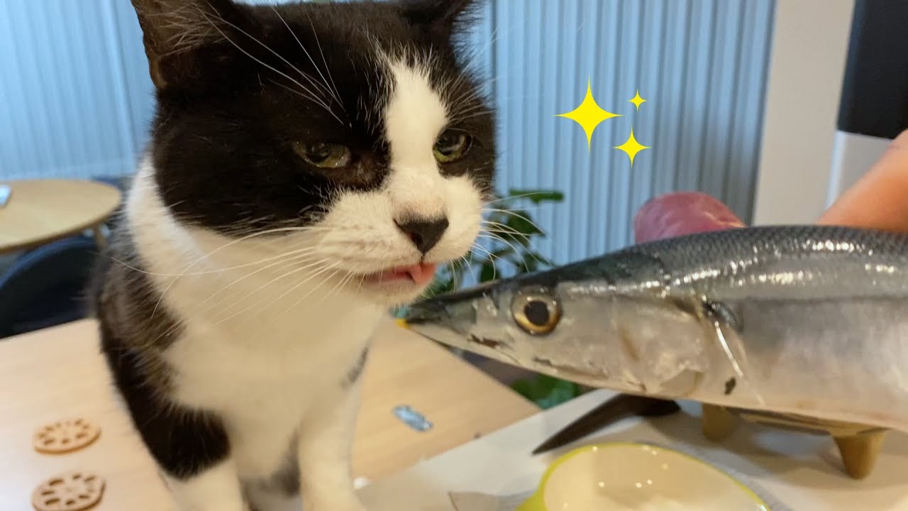 猫にサンマをあげたら大興奮！【うちの子３周年記念日/誕生日】