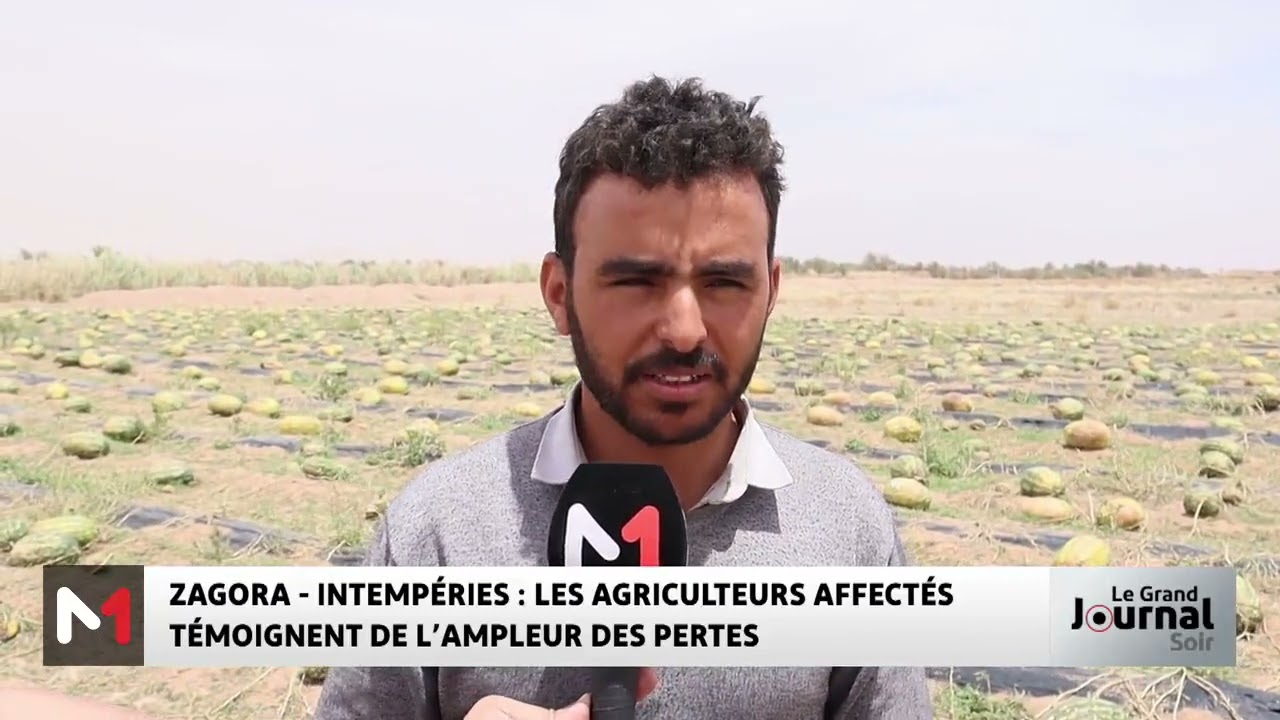 Intempéries à Zagora : les agriculteurs affectés témoignent de l´ampleur des pertes