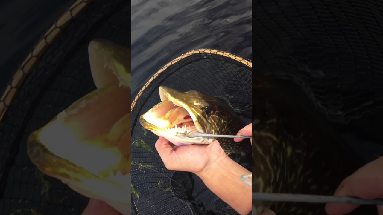 Fish Handling Safety: Northern Pike