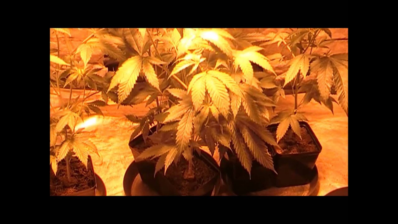 seedless0420 tranplant video