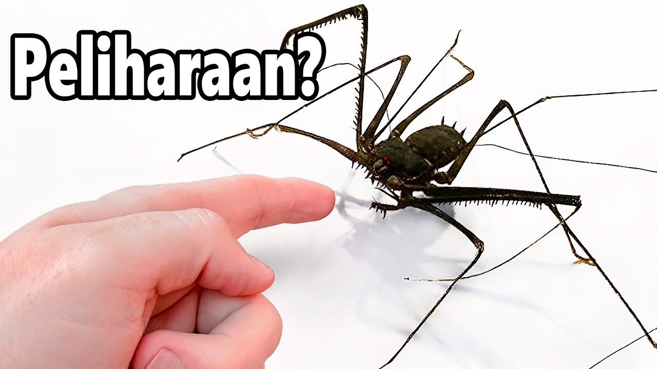 Aku Punya Hewan Peliharaan Alien (semacam itu)