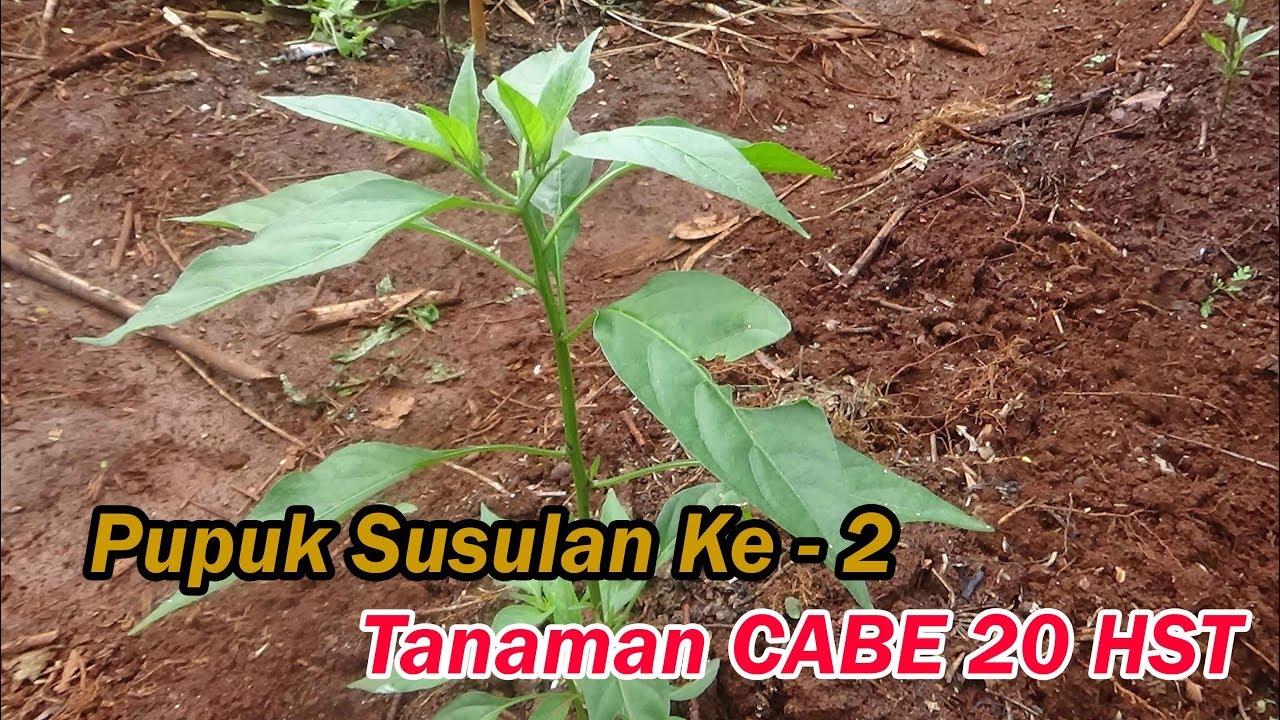 Update Pemupukan CABE Susulan Kedua 20 HST ini Bahannya