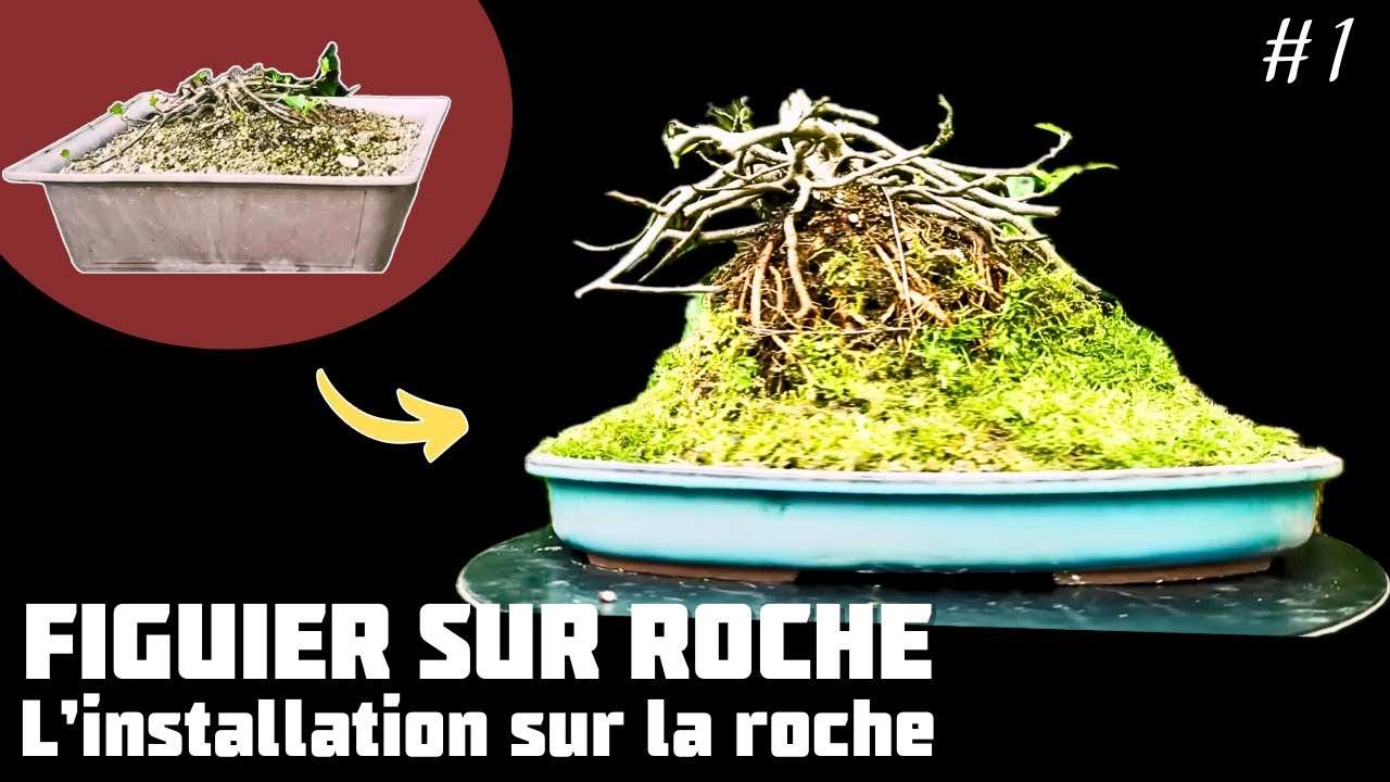 Je fais un Figuier sur Roche - Le Rempotage - Épisode 1 🌱 NEJIKAN BONSAI 🌱