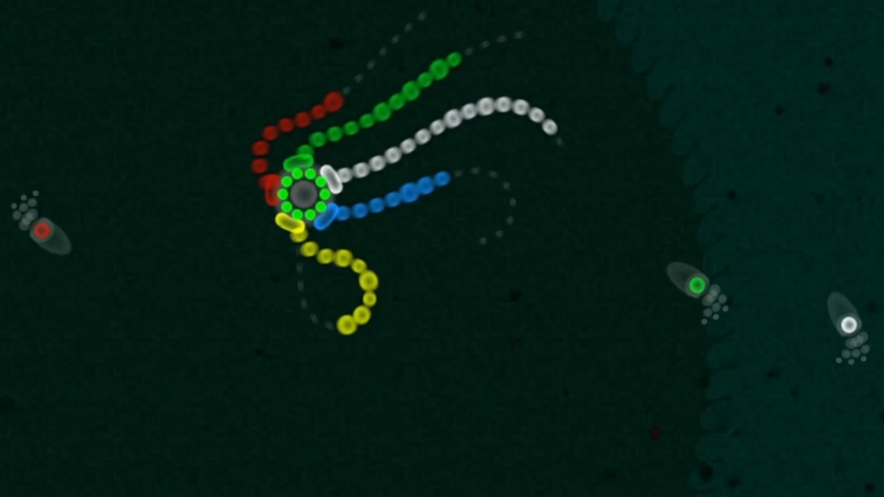 Art Style: Rotozoa 5-7 perfect clear (hitless, cycloneless)