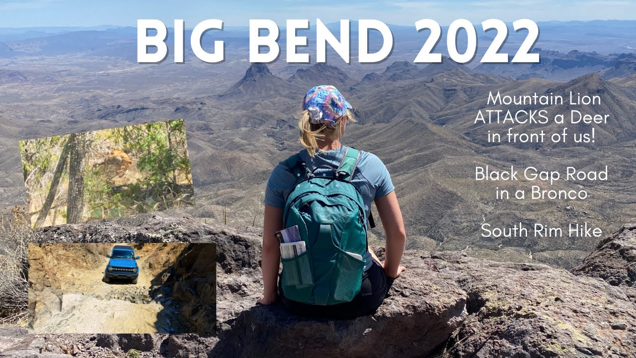 Mountain Lion ATTACKS Deer | Black Gap Road in a Bronco | Big Bend National Park [2022]