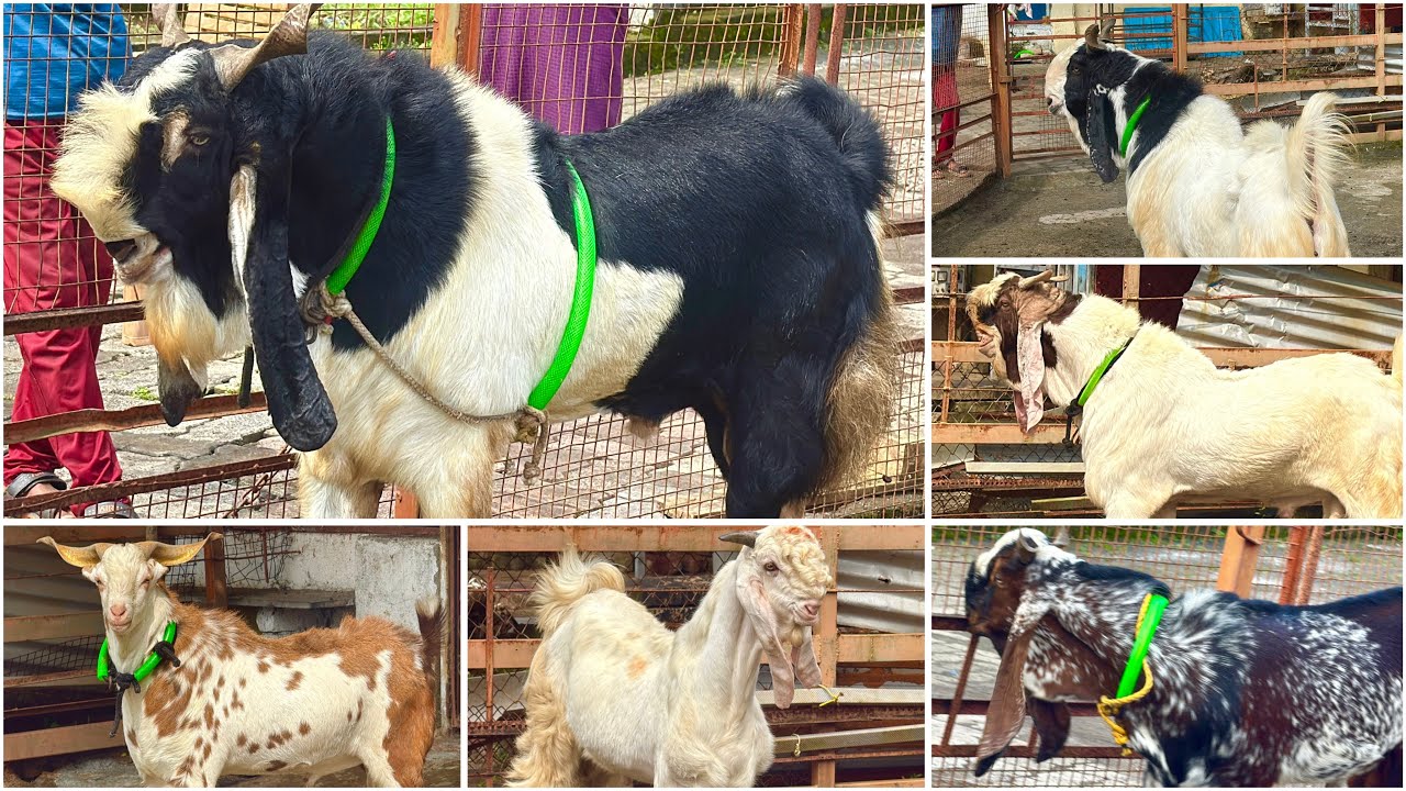 The Finest Goats at Al Aabid Goat Farm Mahapoli