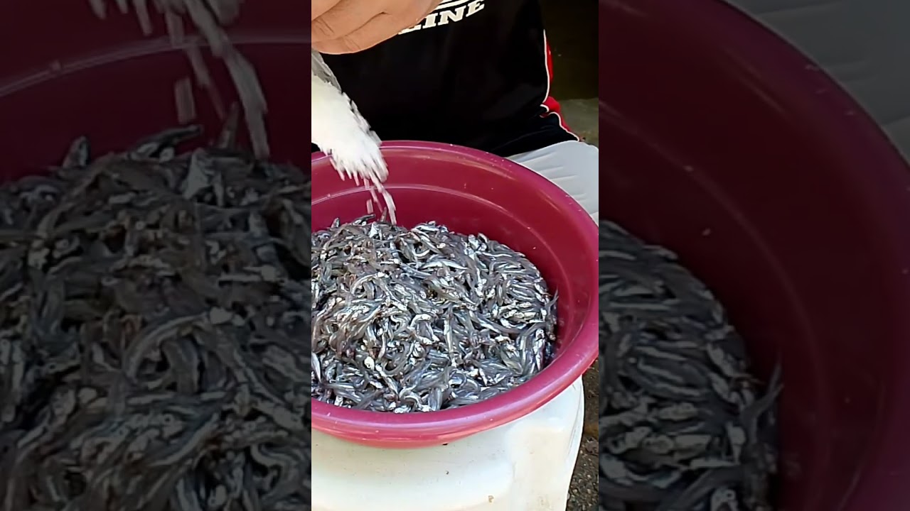 Paano gumawa ng ginamos bisaya style|unsaon paghimo og ginamos |pinaka masarap na genamos