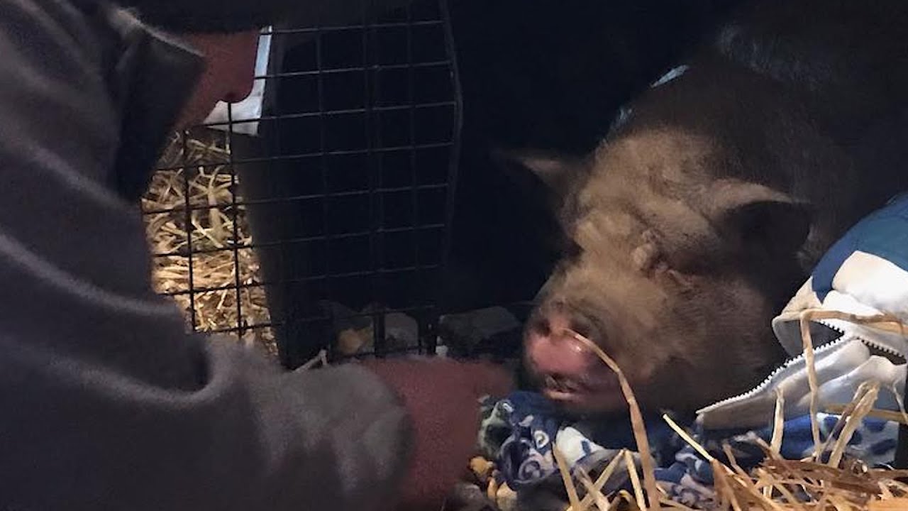 Pig locked in dark stall for 10 years tastes freedom