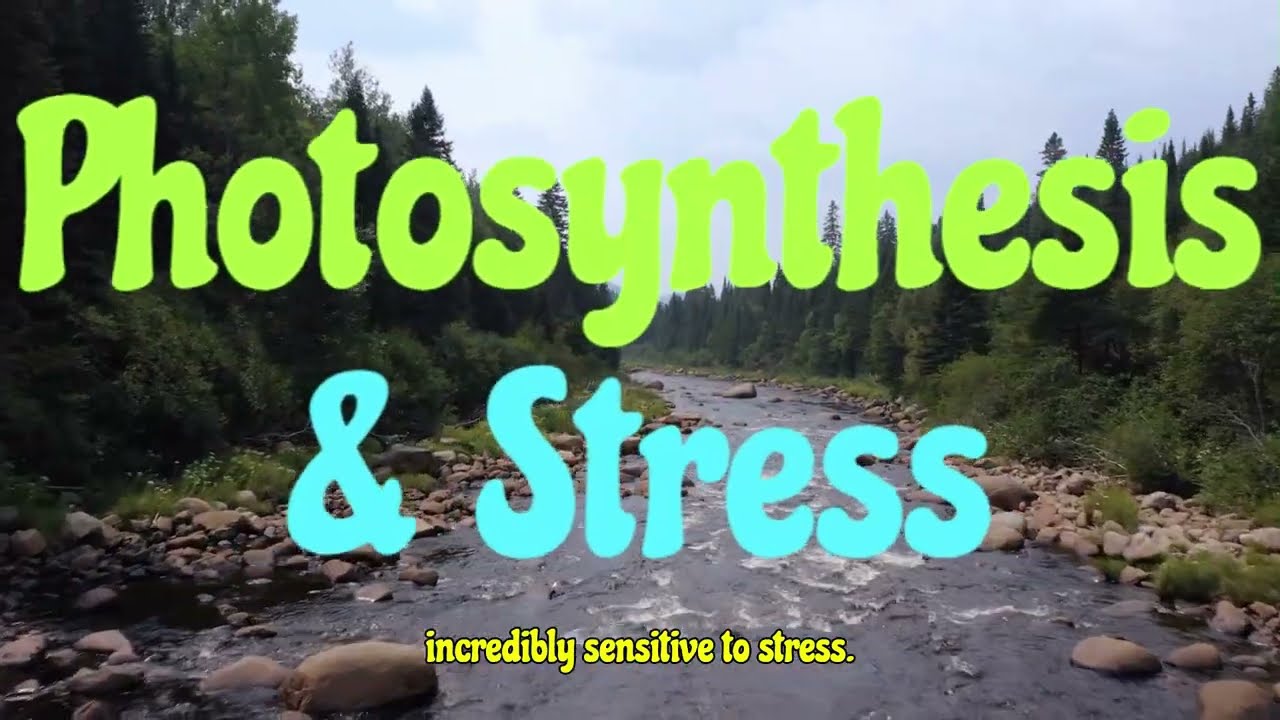 Cytokinin Role In Photosynthesis Stress|| प्रकाश संश्लेषण तनाव में साइटोकाइनिन की भूमिका।