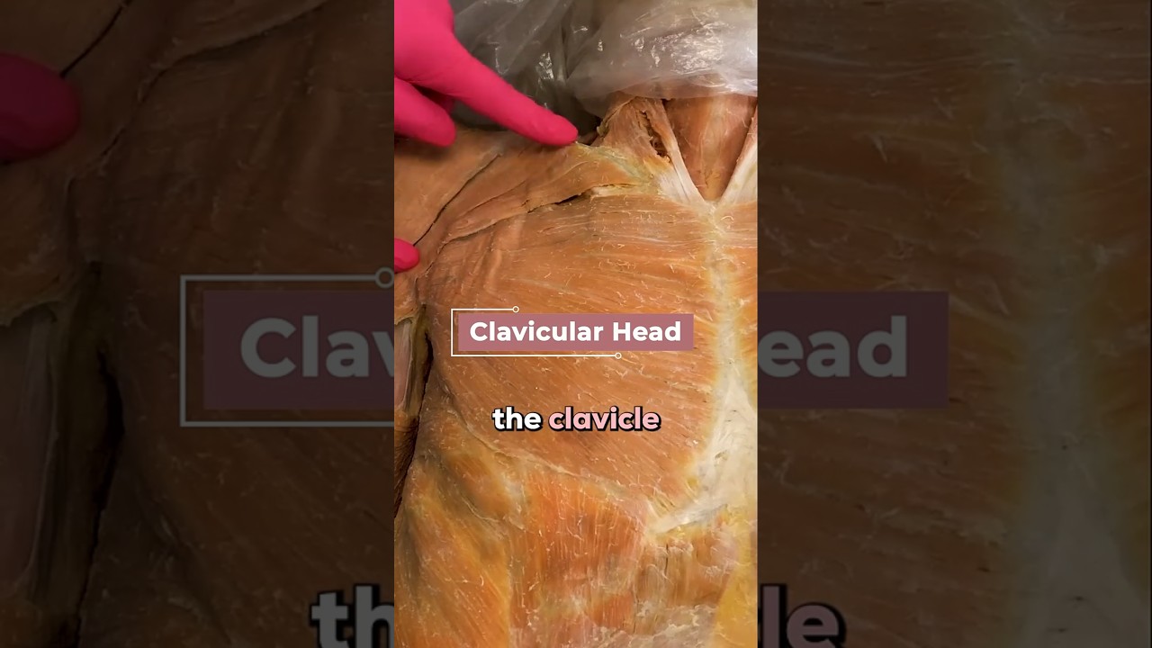 Pec Major Anatomy - AMAZING!